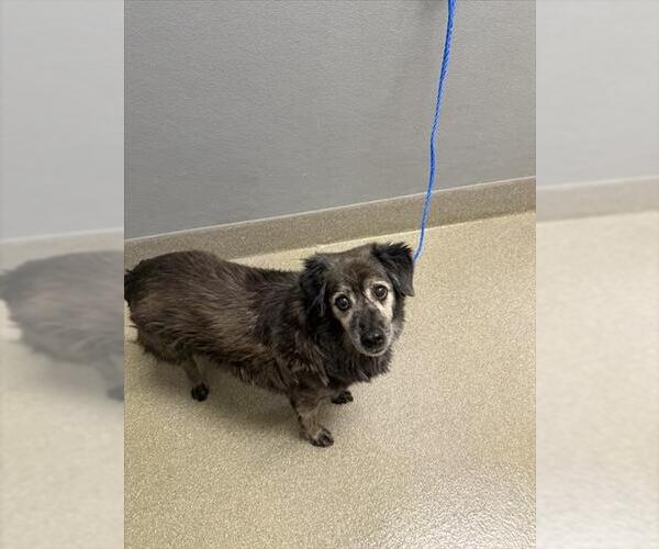 Medium Photo #1 Mutt Puppy For Sale in Las Vegas, NV, USA