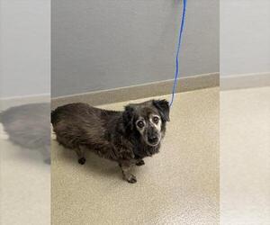 Mutt Dogs for adoption in Las Vegas, NV, USA