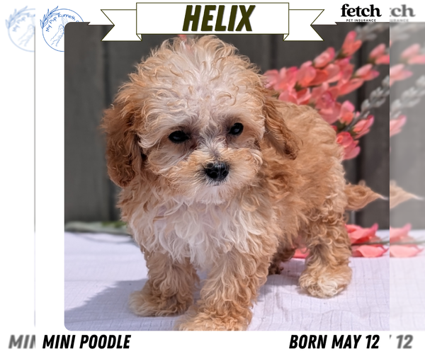 Medium Photo #1 Poodle (Miniature) Puppy For Sale in GOSHEN, IN, USA