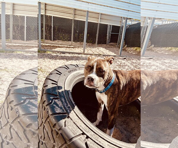 Medium Photo #2 Mutt Puppy For Sale in Sanford, FL, USA