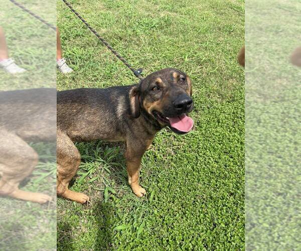 Medium Photo #2 Mutt Puppy For Sale in Abbeville, LA, USA