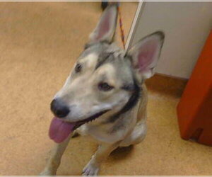 Gerberian Shepsky Dogs for adoption in Sacramento, CA, USA