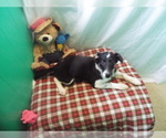 Small Photo #1 Border Collie Puppy For Sale in PATERSON, NJ, USA