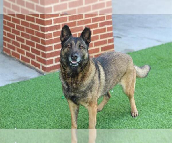 Medium Photo #2 German Shepherd Dog-Unknown Mix Puppy For Sale in Grand Prairie, TX, USA