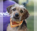 OLIVE - Female Mutt Dog for Adoption - Small photo