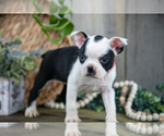 Puppy Hyacinth Boston Terrier