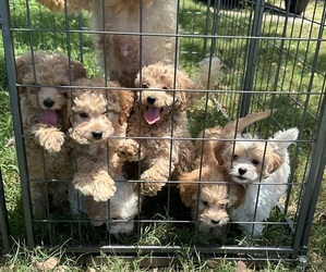 Cavapoo Litter for sale in NORMANGEE, TX, USA