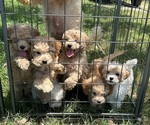 Small Cavapoo
