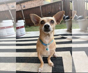 Chihuahua-Unknown Mix Dogs for adoption in Dallas, TX, USA