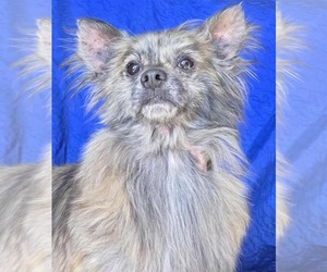 Chiranian Dogs for adoption in Cuba, NY, USA