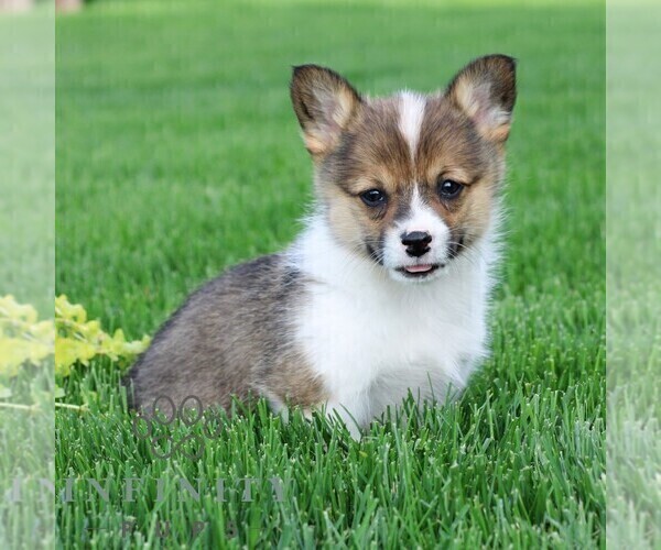 Medium Photo #3 Pembroke Welsh Corgi Puppy For Sale in PALMYRA, PA, USA