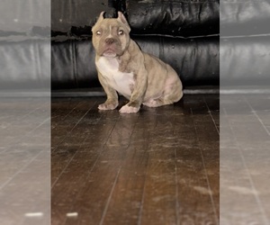 American Bully Puppy for sale in DETROIT, MI, USA