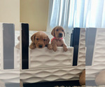 Small Photo #9 Golden Retriever Puppy For Sale in SACRAMENTO, CA, USA