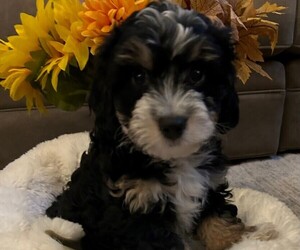 Cavapoo Puppy for sale in HEALDSBURG, CA, USA