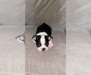 Boston Terrier Puppy for sale in BROOKVILLE HEIGHTS, IN, USA