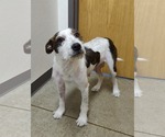 Small #1 Jack Russell Terrier Mix