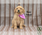 Puppy Rosie Golden Labrador
