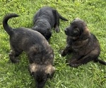 Small #5 Shepadoodle
