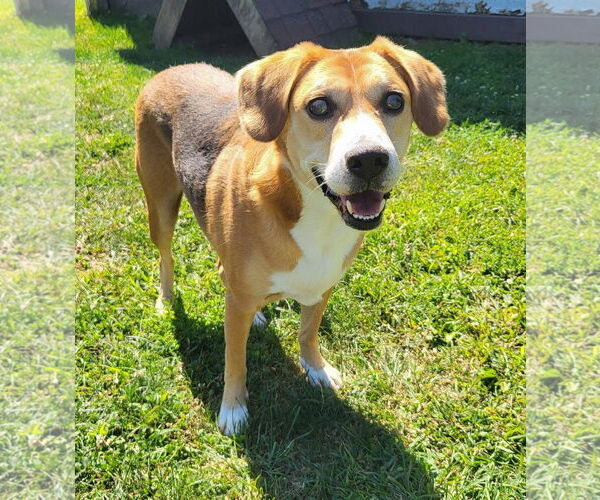 Medium Photo #8 Beagle-Unknown Mix Puppy For Sale in Germantown, OH, USA