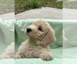 Goldendoodle Puppy for sale in LAKELAND, FL, USA