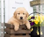 Small Photo #3 Golden Retriever Puppy For Sale in MORGANTOWN, PA, USA