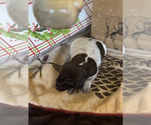 Medium Photo #2 German Shorthaired Pointer Puppy For Sale in BOONVILLE, IN, USA
