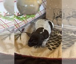 Small #1 German Shorthaired Pointer