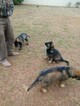 Small Photo #15 German Shepherd Dog Puppy For Sale in MC DONOUGH, GA, USA