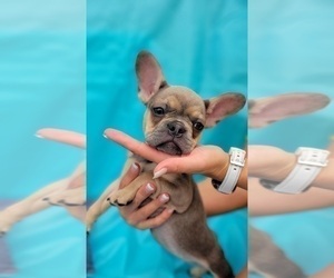 French Bulldog Puppy for sale in TAMPA, FL, USA