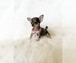 Small #8 Chihuahua