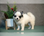 Puppy Wanda Pomsky