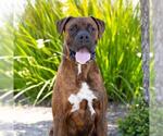 Small #1 Boxer