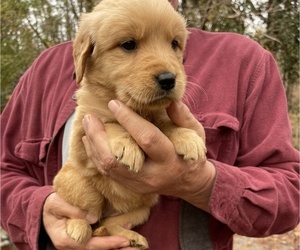Golden Retriever Puppy for Sale in FORT VALLEY, Georgia USA