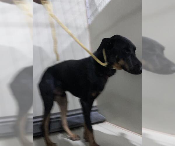 Medium Photo #1 Doberman Pinscher Puppy For Sale in Bakersfield, CA, USA