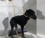 Small Doberman Pinscher
