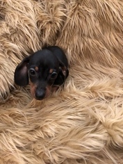 Dachshund Puppy for sale in EL PASO, TX, USA