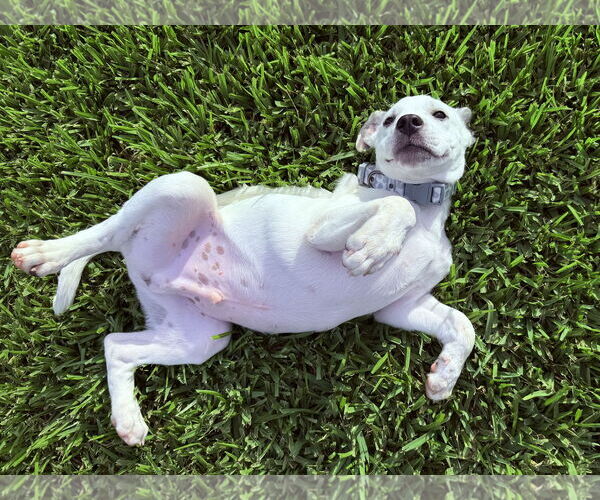 Medium Photo #1 Anatolian Shepherd-Catahoula Leopard Dog Mix Puppy For Sale in The Woodlands, TX, USA