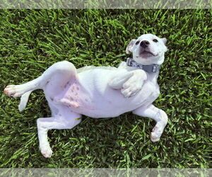 Anatolian Shepherd-Catahoula Leopard Dog Mix Dogs for adoption in The Woodlands, TX, USA