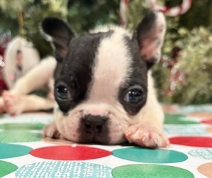 Boston Terrier Puppy for sale in HICKORY, NC, USA