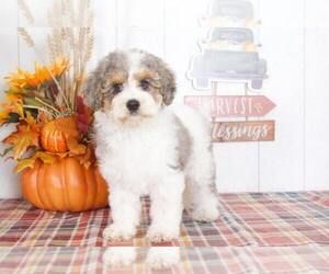 Cavapoo Puppy for sale in BEL AIR, MD, USA