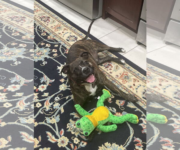 Medium Photo #3 Boxer-Unknown Mix Puppy For Sale in Gates Mills, OH, USA