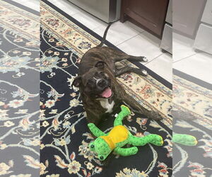 Izzy - Female Boxer-Unknown Mix Dog for Adoption - Photo #3