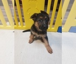 Small Photo #6 German Shepherd Dog Puppy For Sale in TORONTO, OH, USA
