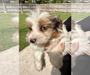Cocoberry Yorkie Hypoallergenic - Male Mutt Dog for Adoption - Photo #3