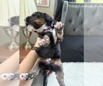 Small #137 Bernedoodle