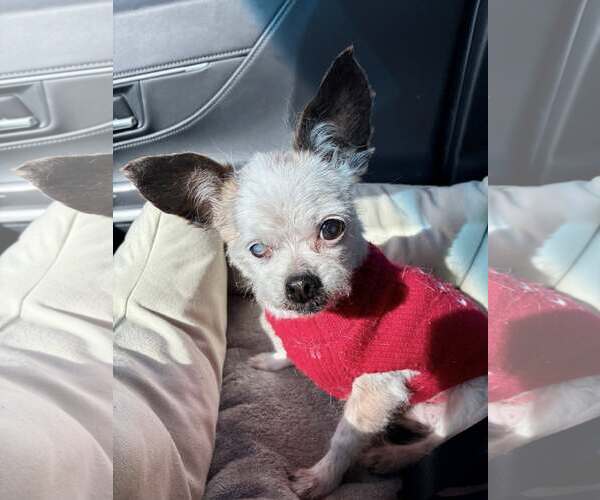 Medium Photo #1 Maltese Puppy For Sale in Alexandria, KY, USA