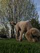 Small Photo #1 Labradoodle Puppy For Sale in PEOSTA, IA, USA