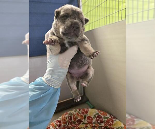 Medium Photo #1 German Shepherd Dog Puppy For Sale in Bakersfield, CA, USA