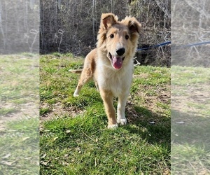 Collie Puppy for sale in KINGSPORT, TN, USA