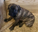 Small Photo #15 Cane Corso Puppy For Sale in BEECH GROVE, IN, USA